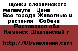 щенки аляскинского маламута › Цена ­ 20 000 - Все города Животные и растения » Собаки   . Ростовская обл.,Каменск-Шахтинский г.